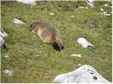 Rifugio Pederü - Sasso delle Dieci / Zehnerspitze